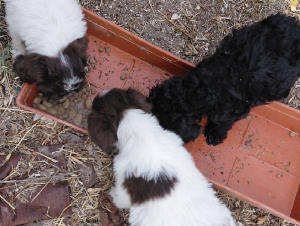 cane_cagnolini_maria_laura_sciarpelletti