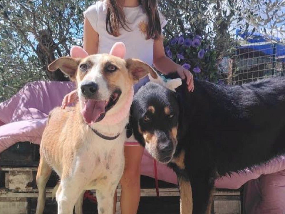 cane_cani_abdo_e_vaz-oasi_brenda