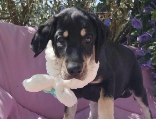 Giulio è uno splendido cucciolo incrocio Labrador – Segugio di due mesi e mezzo. Cerca adozione e tanto amore