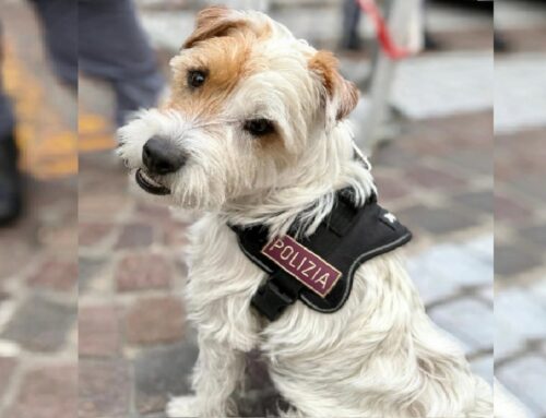 Un saluto da Leone, cane antidroga della Polizia di Stato di Genova