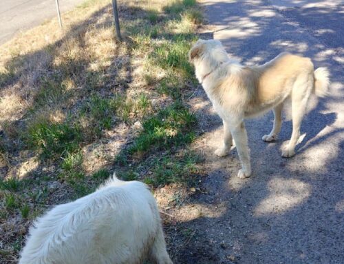 Giovedi segnalati i due Maremmani in foto, vaganti a Salisano direzione Mompeo: chi li ha smarriti?