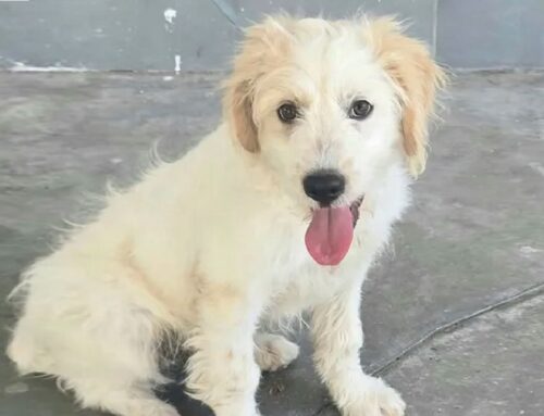 Il piccolo Oliver cerca casa. Si trova a Teramo (Abruzzo)