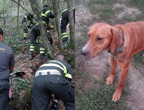 Salvati da uno stretto cunicolo due cani rimasti intrappolati nel bosco. Zara e Vespa sono salvi
