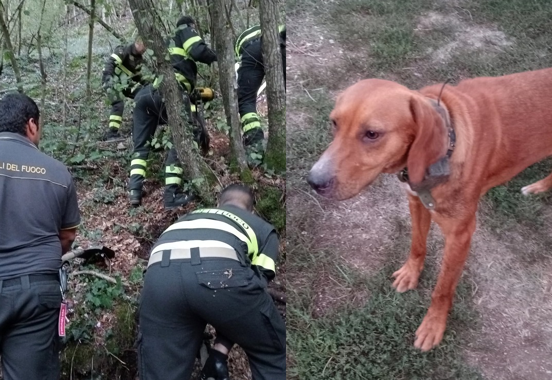 cani_salvati_gianni_turina