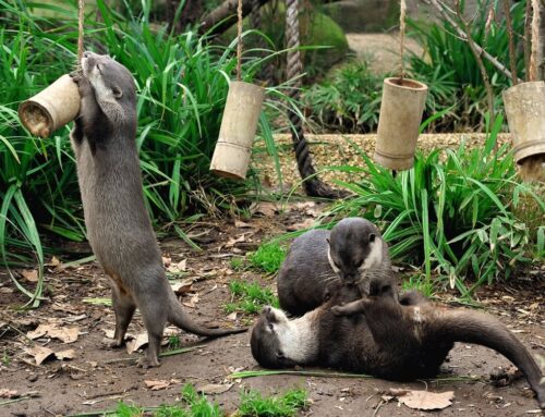 “Tra acqua, aria e terra”, al BioParco di Roma domenica 4, 11 e 18 ottobre attività dedicate alla biodiversità e alla protezione delle zone umide