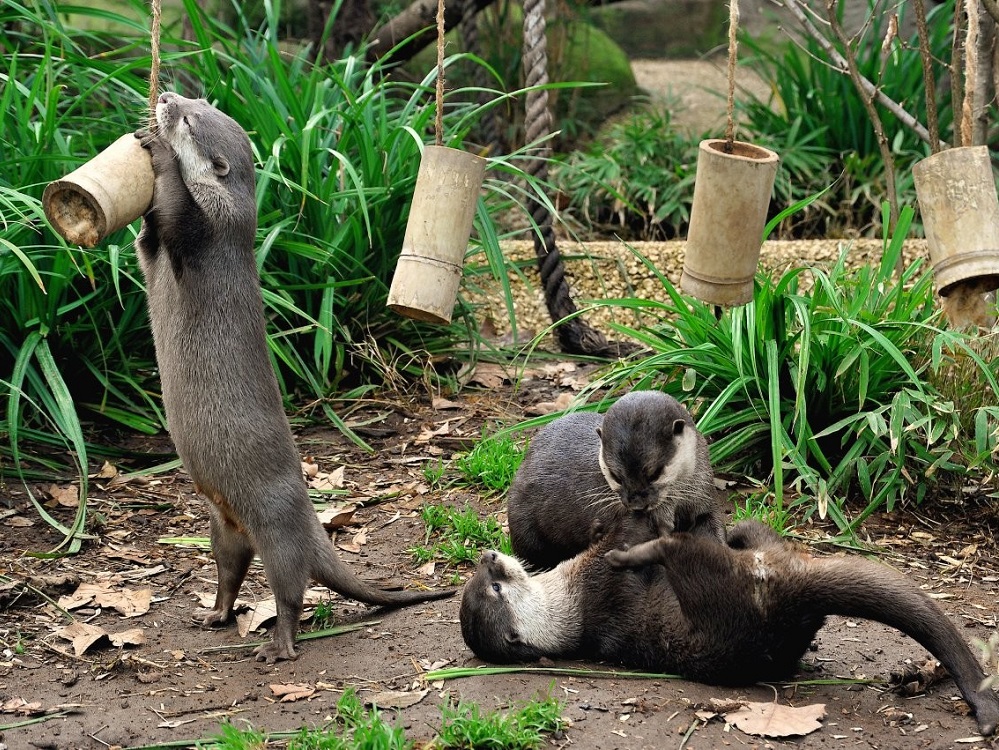 lontra