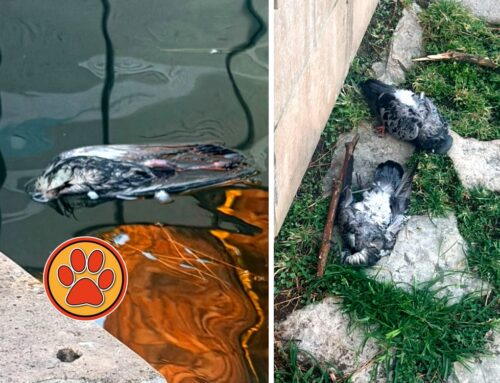 In piazza Marconi a Rieti continua la moria di piccioni e tortore. Scatta la preoccupazione per i propri animali domestici