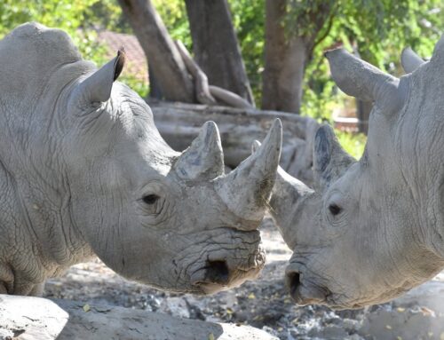 Domenica 27 settembre Giornata Mondiale del Rinoceronte al Bioparco