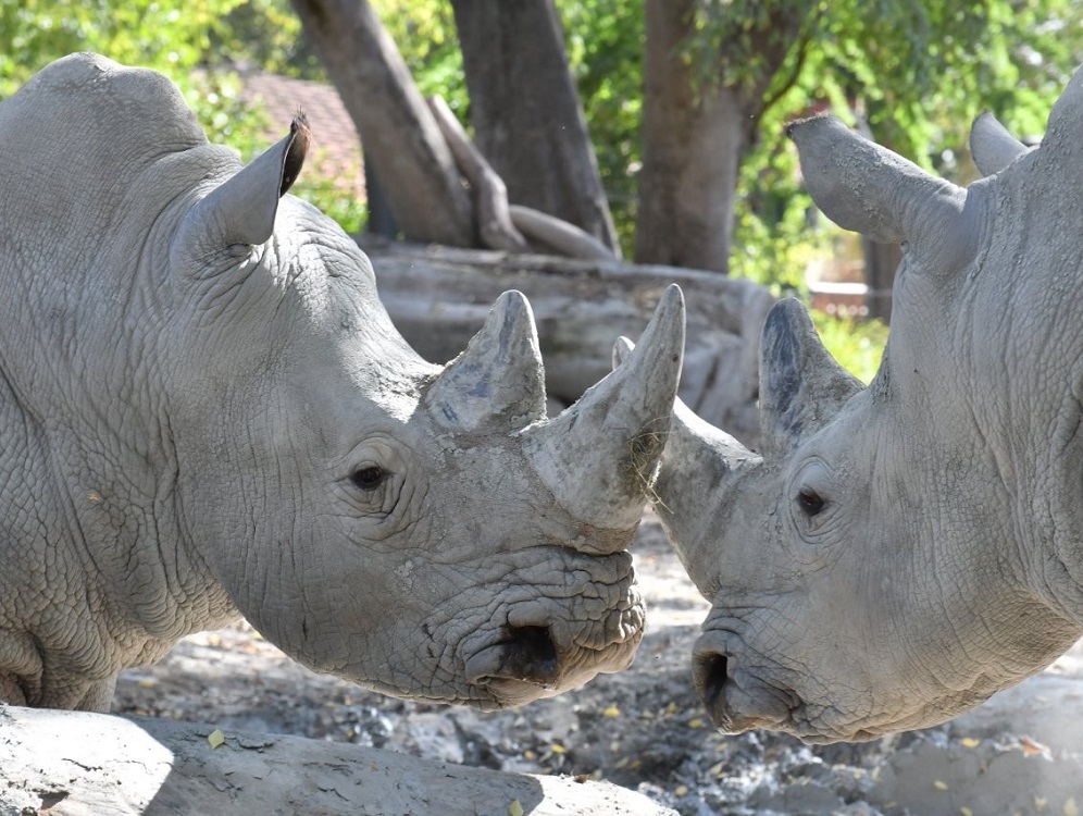 rinoceronte_bioparco_roma_3