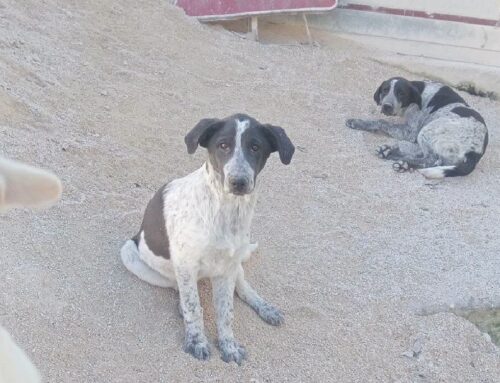 Restano queste due piccoline a dover trovare adozione di una intera cucciolata