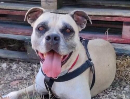 Layla dalla Sabina è una simil American Stafford Shire Terrier di 8 anni in cerca di adozione