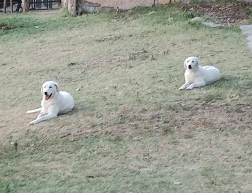 Sky e Perla si sono perse