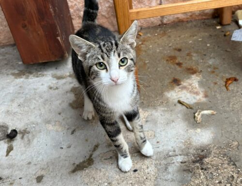Trovato a Cantalice gattino molto dolce