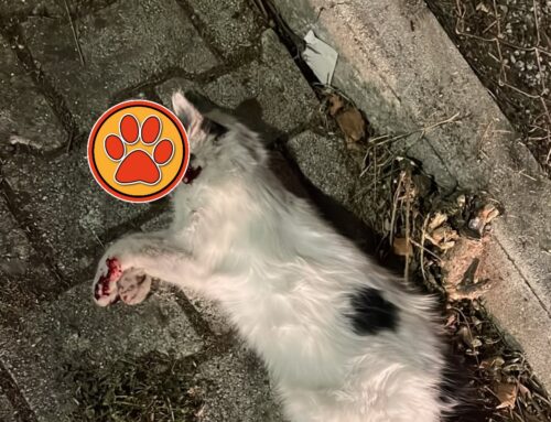 Un altro gatto perde la vita sulla Terminillese, stavolta altezza Vazia