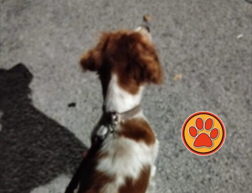 Il cane trovato a Contigliano è finito in Canile