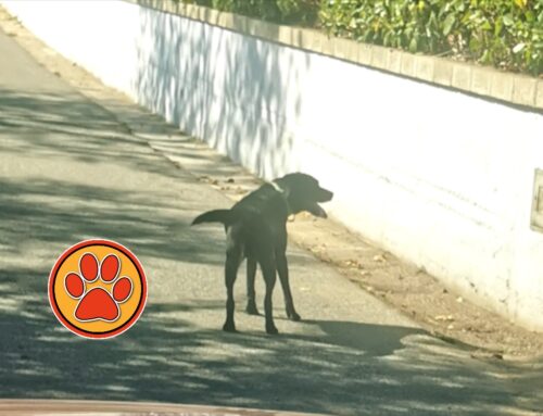 Cagnolino in zona Residenziale: chi lo ha smarrito?
