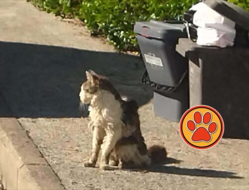 Allarme rientrato, il gatto di via Bernardinetti ha 16 anni ed ha famiglia. Soffre di FIV