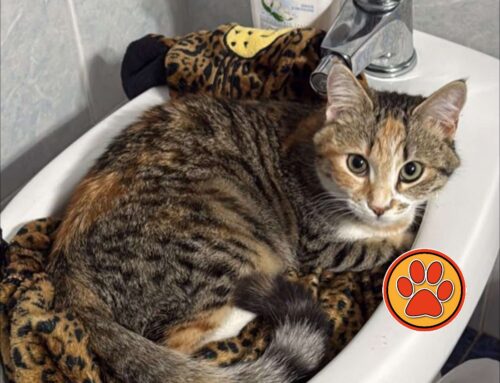 Gattina smarrita da Campoloniano