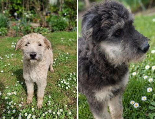 Anche Holly e Benij cercano adozione