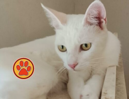 Duchessa ha 10 mesi, è una bellissima gatta bianca in cerca di famiglia