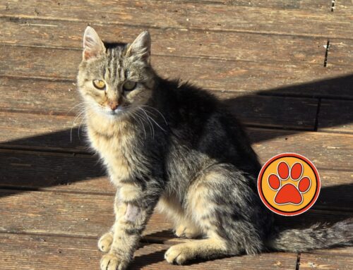 Questa gattina ha bisogno di adozione e cure. Vive nella postazione 118 di Amatrice