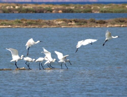 WWF: Il 10 ottobre è la Giornata Internazionale degli uccelli migratori