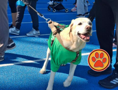 Quanti cagnolini alla “Camminata per la Vita 2026” dell’ALCLI – LE FOTO