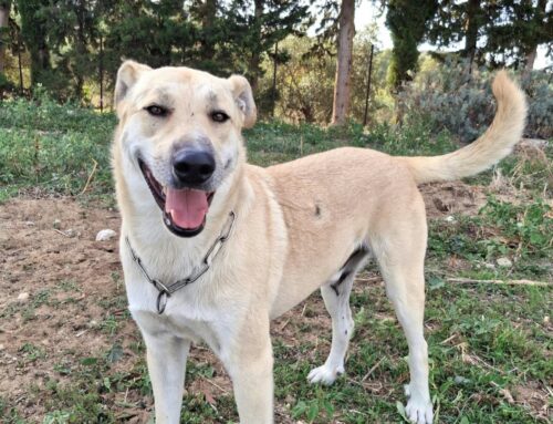 Eddy, tolto dal canile con la promessa di una adozione