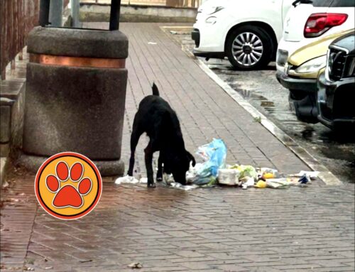 Segnalato venerdì a Santa Rufina, affamato: chi lo ha perso?