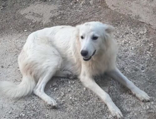 Mamma e papà Maremmani con cuccioli segnalati in strada in Sabina
