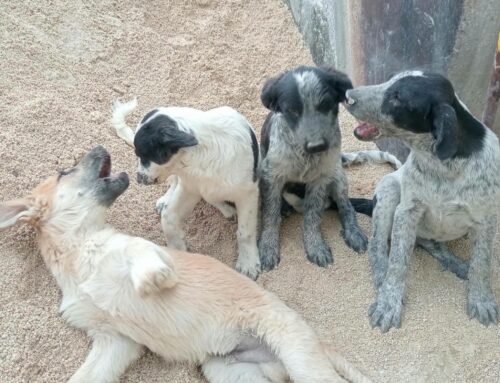 Mammina e figli hanno bisogno di aiuto. Vivono in una cava