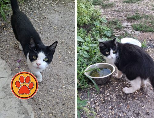 Sei gatti necessitano urgentemente di aiuto