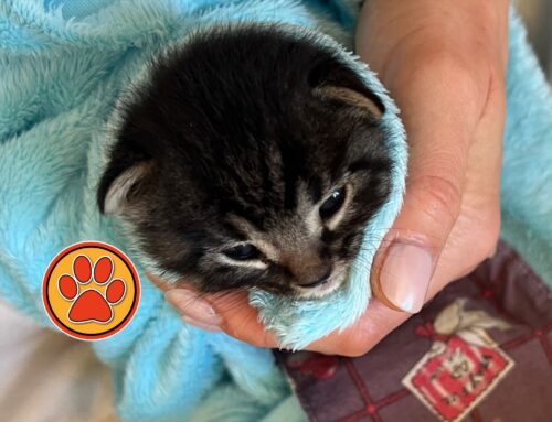 Urgente! Cercasi balia per questo gattino