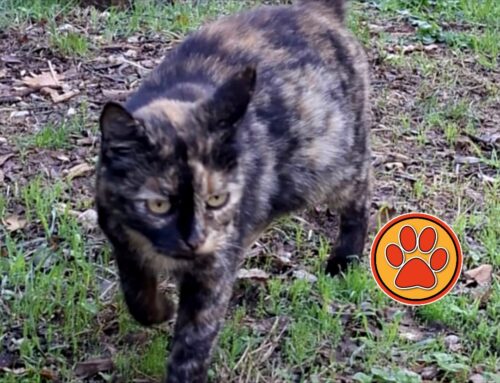 I gattini nella sua pancia sono in pericolo. Cercasi urgentemente stallo per permetterle di partorire