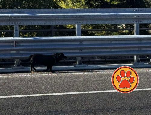 Cane in mezzo strada nella superstrada Rieti – Terni: rischia di essere investito. Di chi è?