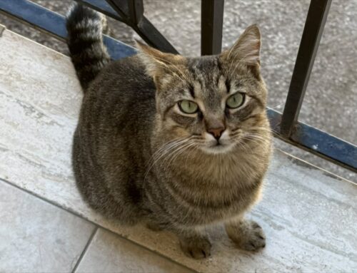 Gatto trovato in via Cipriani a Rieti. Sicuramente fuggito a qualcuno