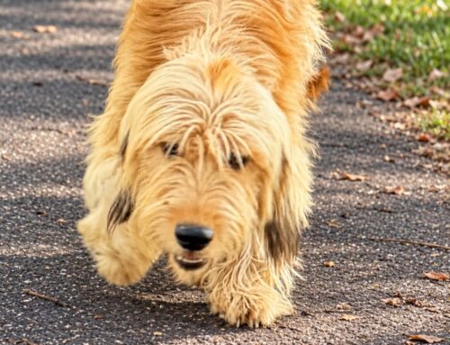 Cane trovato nella strada per Sala
