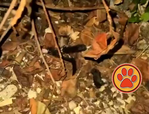 Trovato a Rieti un gattino mortø e a pezzi: la segnalazione delle volontarie