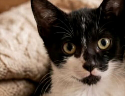 Klimt, il gatto con lo smoking, cerca adozione