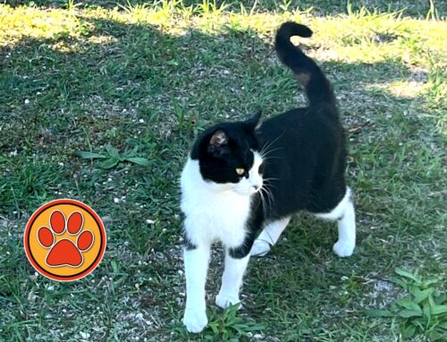 Gatto trovato a Case San Benedetto
