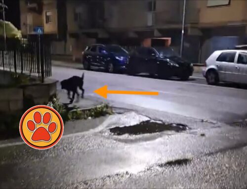 Cane segnalato in via Carducci a Rieti, forse è stato investito