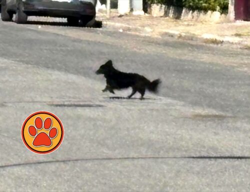 Piccolo cane nero tra le auto a Campoloniano: chi lo ha perso? Si cerca la famiglia