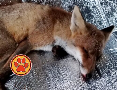 La volpe soccorsa a Grotti è deceduta nella notte