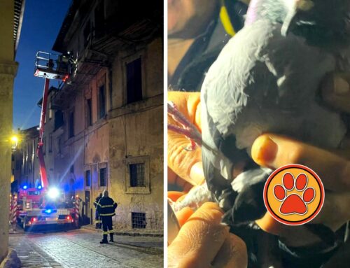 Salvato piccione incastrato in una impalcatura con la testa in giù