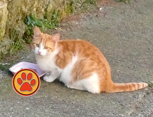 Gatta scomparsa dalla colonia felina di via della Ripresa nel centro storico di Rieti