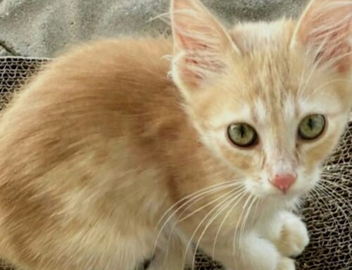 Ritrovata la gattina smarrita a Chiesa Nuova: tornata a casa con aiuto e cooperazione