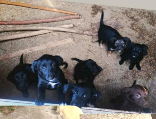 Sette cuccioli di cane hanno bisogno di adozione