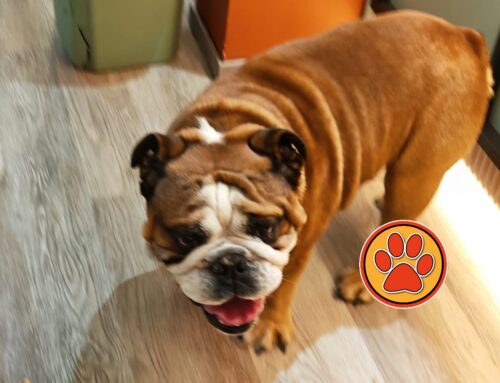 BullDog al BambiBar di Vazia. Di chi é?