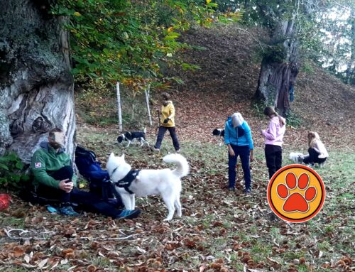 “A casa dei miei” le castagne si raccolgono con gli amici a quattro zampe