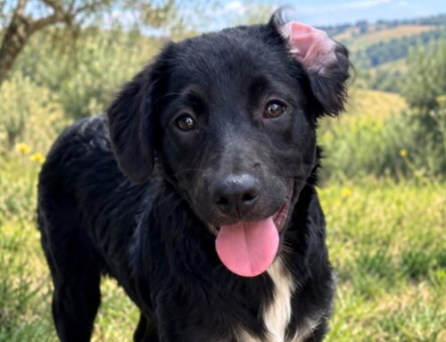 Mi chiamo Soren, ho 5 mesi e nessuno mi ha ancora scelto
